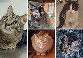 A la izquierda, Tatunim y Oreo y Freya, arriba. Debajo, Dalma y Roma.