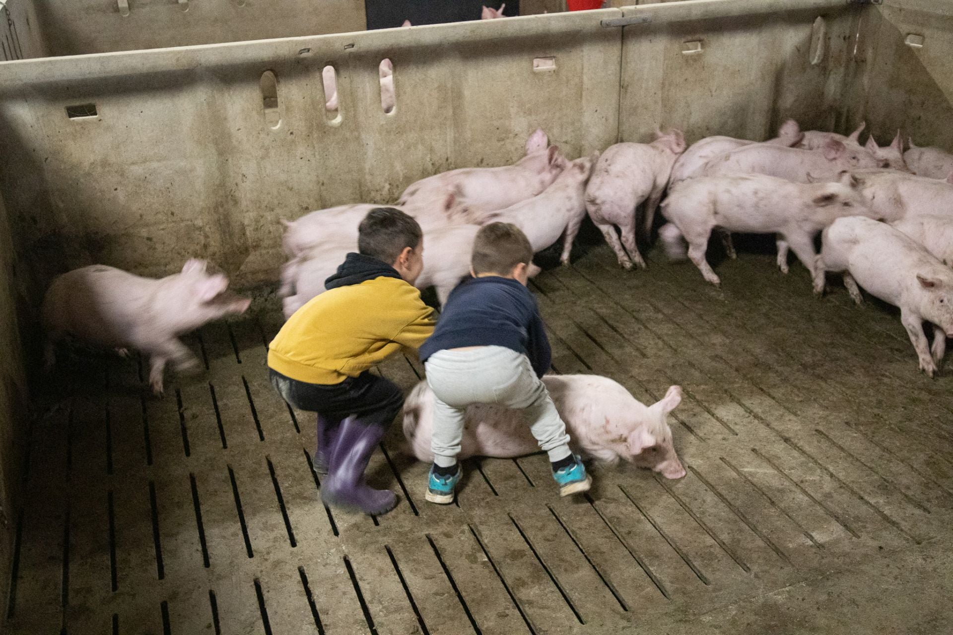 Las granjas porcinas de La Rioja extreman sus precauciones