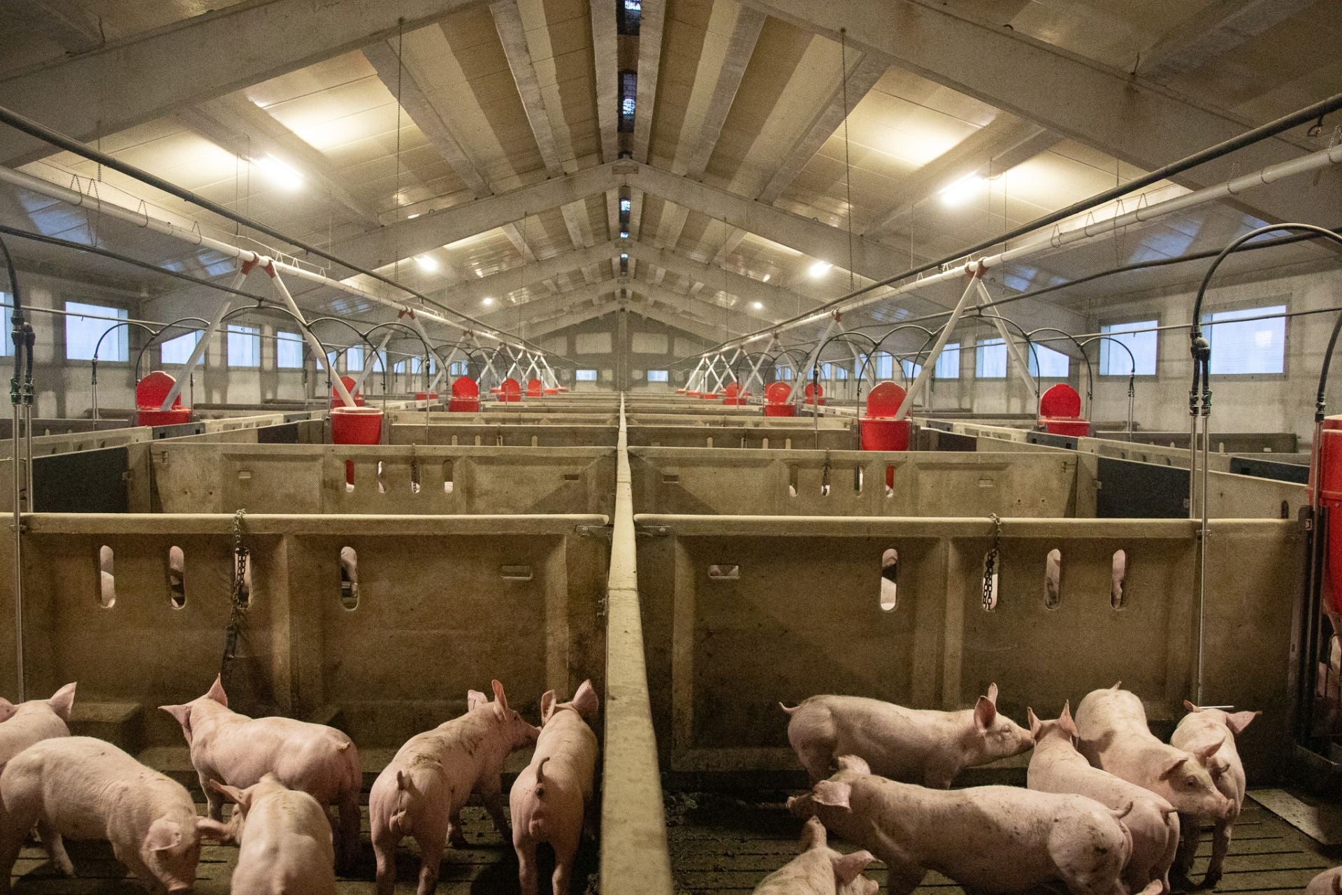 Las granjas porcinas de La Rioja extreman sus precauciones