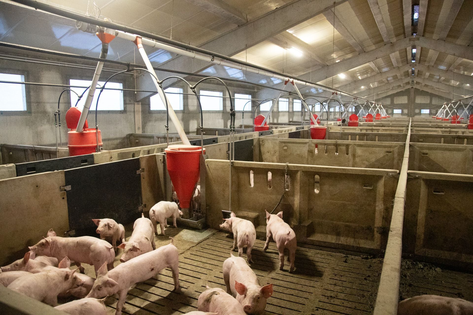 Las granjas porcinas de La Rioja extreman sus precauciones