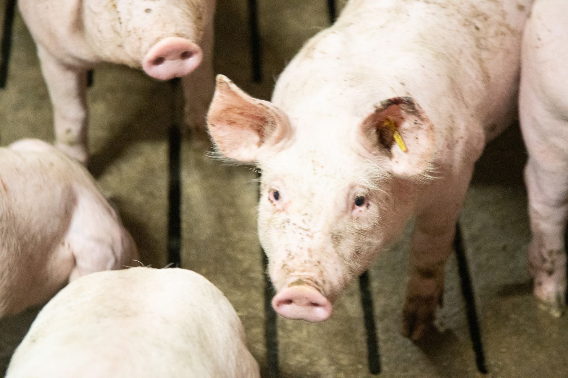 Las granjas porcinas de La Rioja extreman sus precauciones