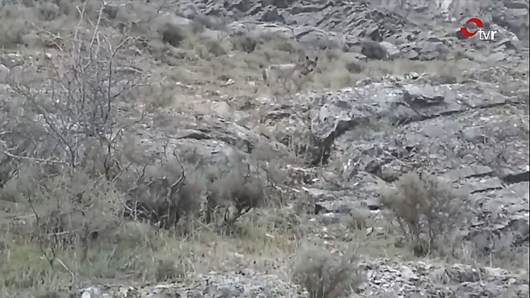 Primeras batidas para intentar reducir los ataques del lobo en La Rioja