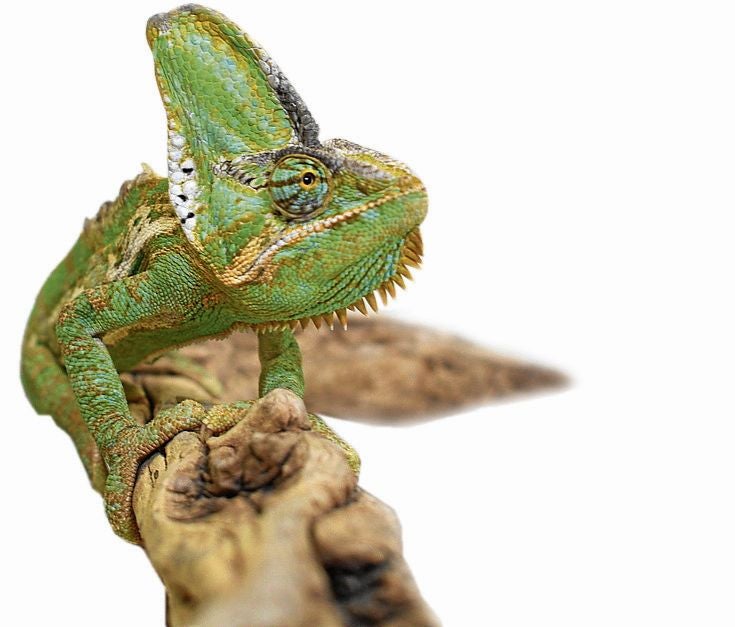 El camaleón Pascal, apoyado en una rama.