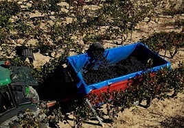 Imagen de la vendimia de este año en Ábalos.