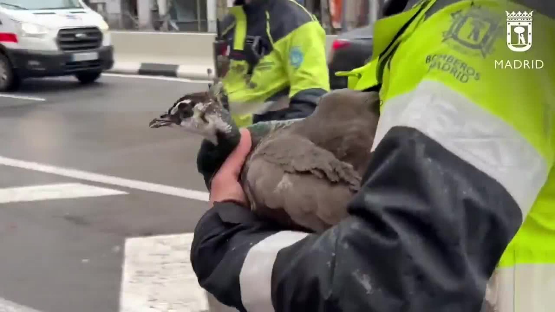 Así ha sido el rescate de una cría de pavo real en una ventana de una céntrica calle de Madrid
