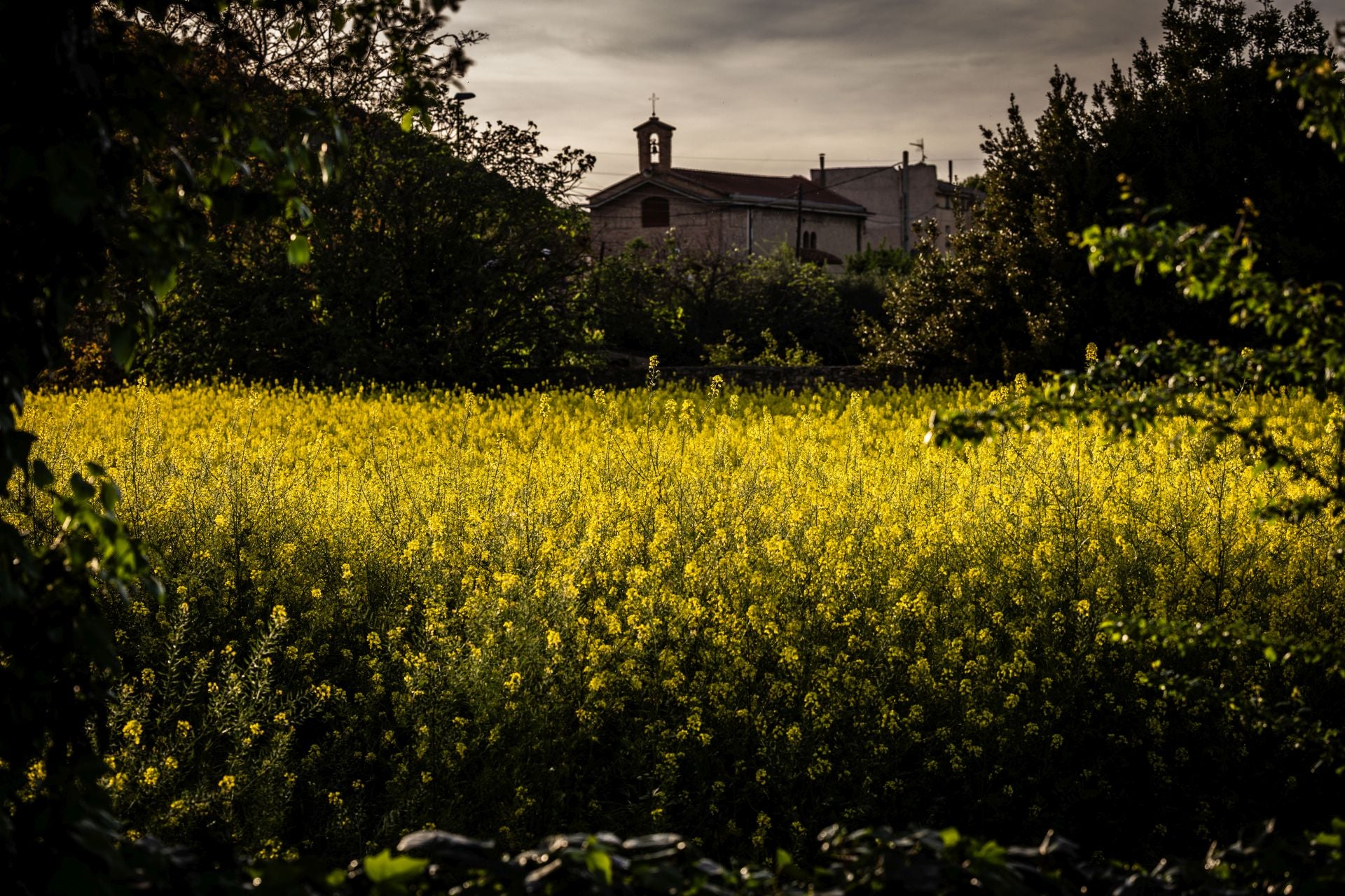 La explosión de color del jaramago, en imágenes | La Rioja