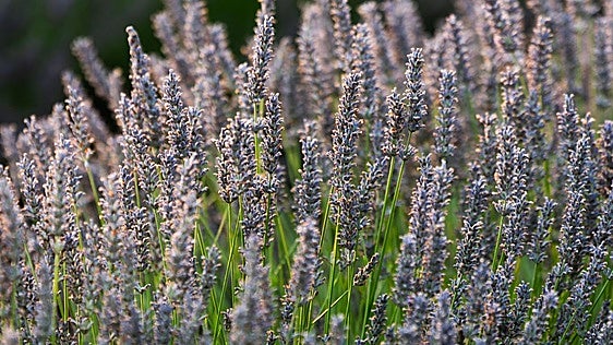 Un manto violeta a las faldas del monte Yerga