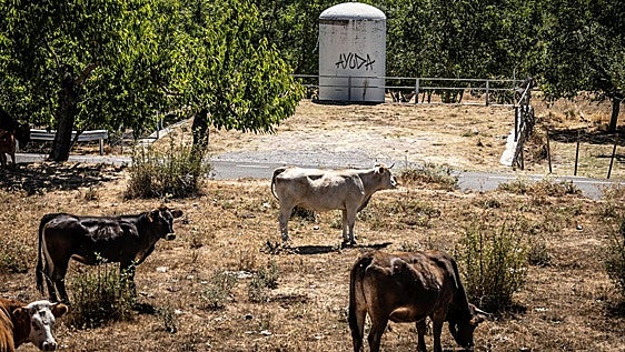 El ganado demanda pienso ante la falta de pasto