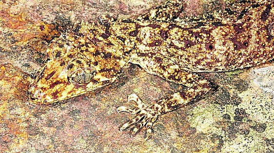 Salamanquesa, el increíble e inofensivo reptil