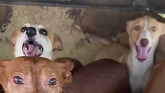 Salvados nueve perros en un incendio en Villamediana
