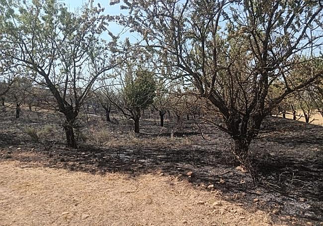 Finca de almendros afectada.