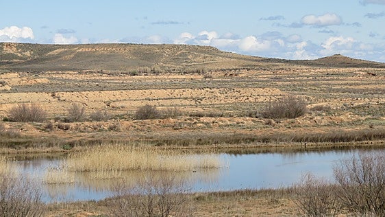 El cebadero para ganado bovino en Alfaro precisará evaluar su impacto ambiental