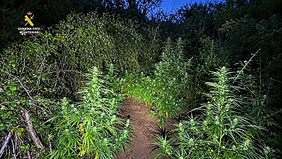 Detenido un hombre por el cultivo de marihuana en Robres del Castillo