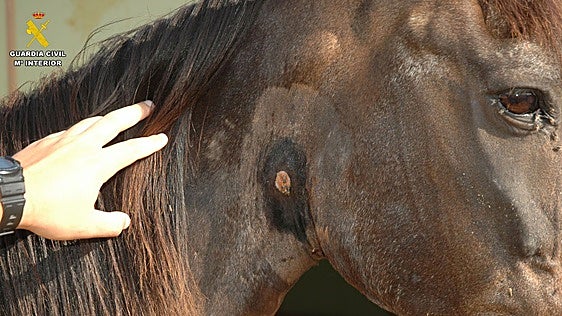 «La Guardia Civil se ha confundido», asegura uno de los implicados en el delito de maltrato a un caballo
