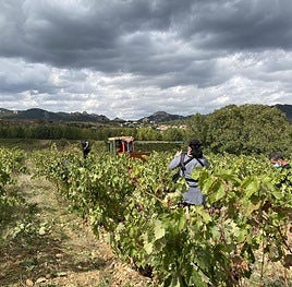 Vendimia en La Rioja.
