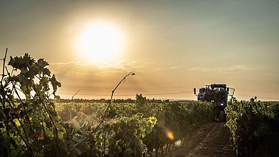 Las imágenes del inicio de la vendimia en Rioja