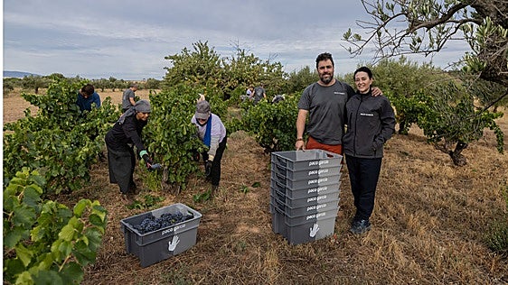 Así se vendimia el viñedo más antiguo de Rioja