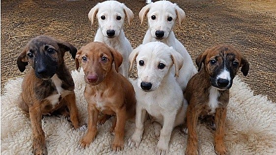 Abandonados seis cachorros de galgo a pie de carretera en plena ola de calor en Murillo