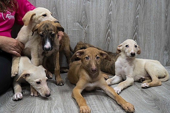 Por qué adoptar un galgo