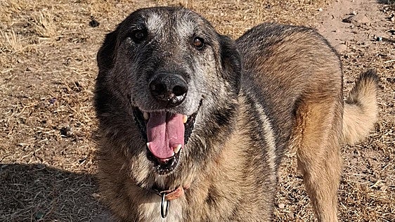 Oris, el grandullón del refugio, quiere un hogar para siempre