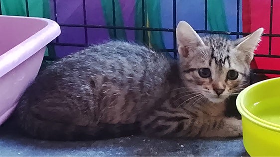 Trasto, un cachorro de gato muy juguetón