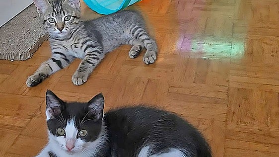 Tristán y Trasto, dos gatos juguetones en adopción