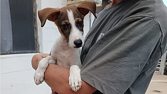 Douglas, un cachorro que es 'la alegría de la huerta'