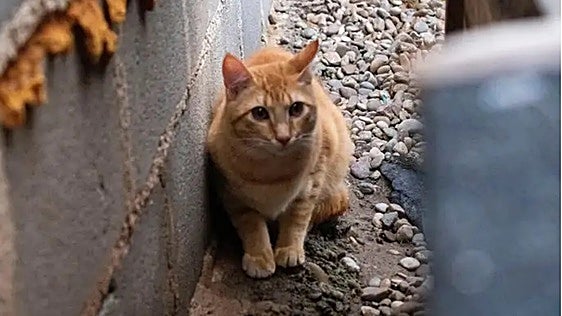 Sol, un gato que necesita tiempo, paciencia y cariño
