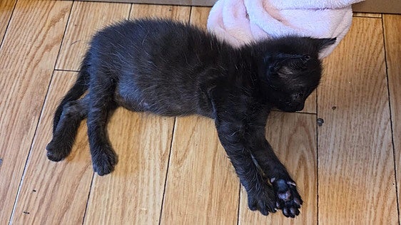 Macarrón, un gato cachorro que necesita un hogar