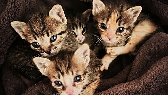 Los tres gatitos.
