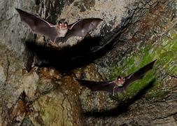 Murciélago en el interior de una cueva. / Archivo