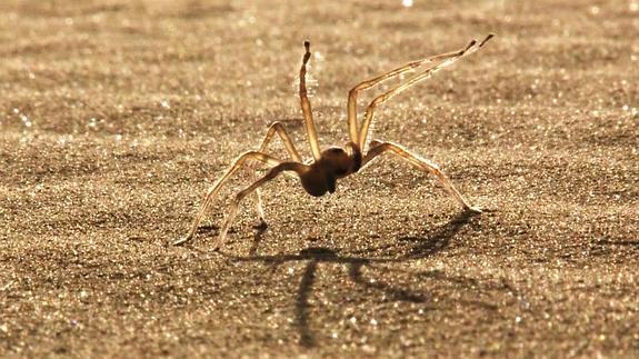 La araña ha sido denominada 'flic flac'. 