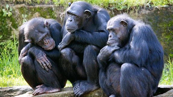 Tres chimpancés en un zoológico de Australia. 