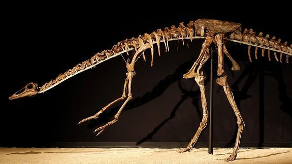 Un fósil de un dinosaurio.