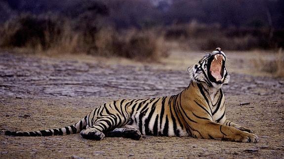 Un tigre de Bengala 
