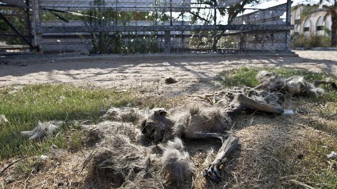 El cadáver de un animal se pudre en Al Bisan 