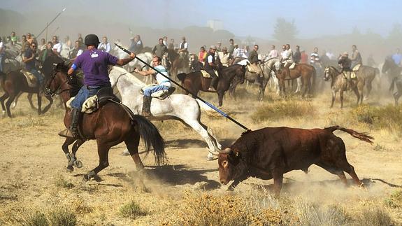 Un hombre lancea al toro durante la celebración