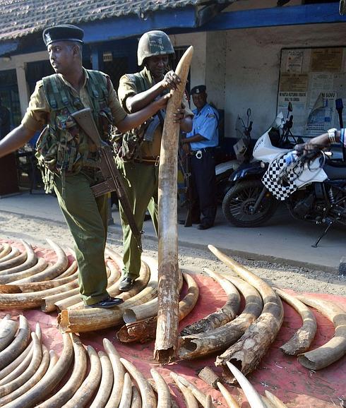 Colmillos de elefante incautados en Kenia. 