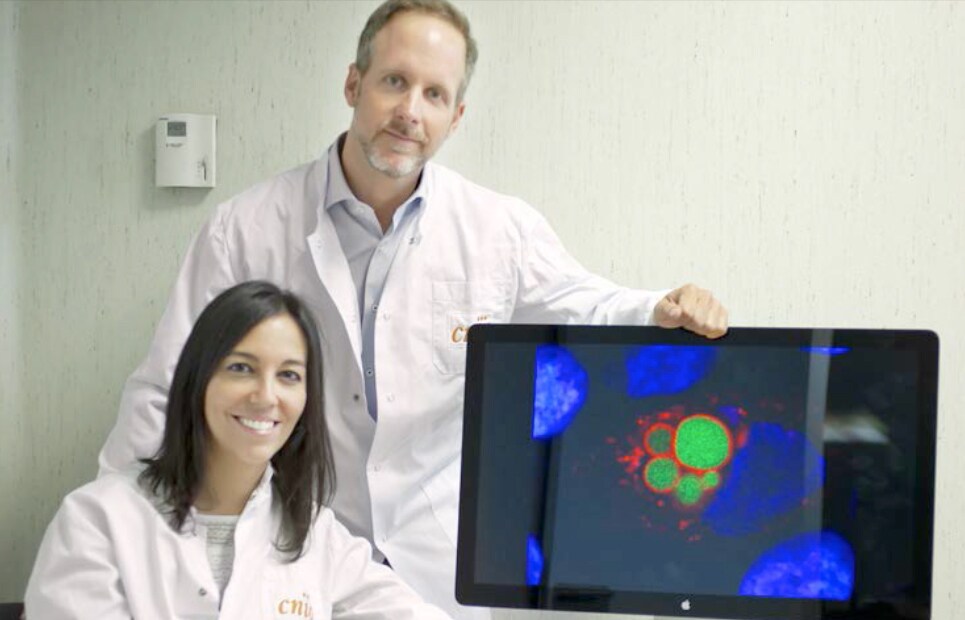 Los investigadores Bruno Sainz e Irene Miranda muestran la imagen de una célula madre tumoral.