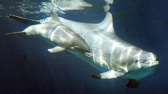 El control de la población de cetáceos, entre los objetivos.