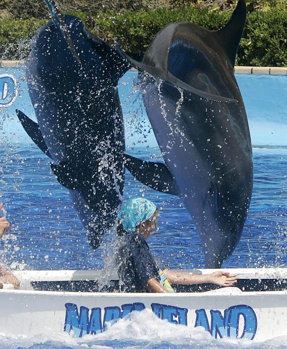 Imagen de los delfines de Marineland. 