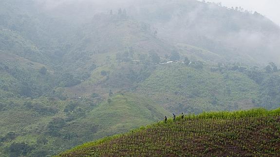 Plantación de coca en las montañas de Cauca (Colombia).