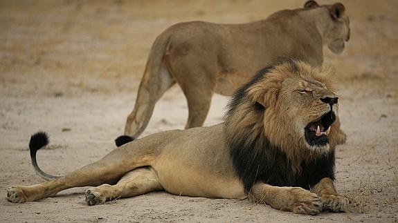 El león Cecil.
