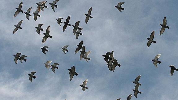 Un grupo de palomas mensajeras.