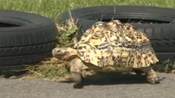 La tortuga Bertie en plena carrera.