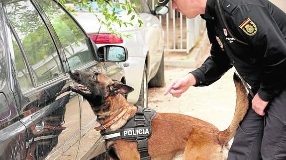 Un perro de la Policia Nacional, durante una demostración. 