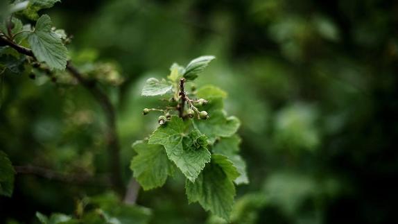 Bayas de grosellas crecen en un grosellero, en una zona rural de Francia. 
