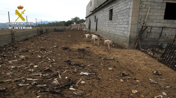 Tres ovejas famélicas caminan sobre decenas de restos óseos.