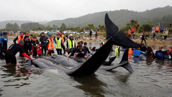 Varios voluntarios ayudan a una ballena. 