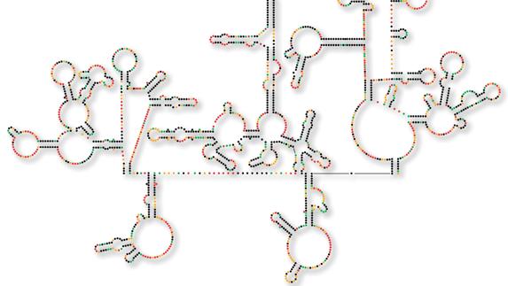 Genoma del RNA del VIH.